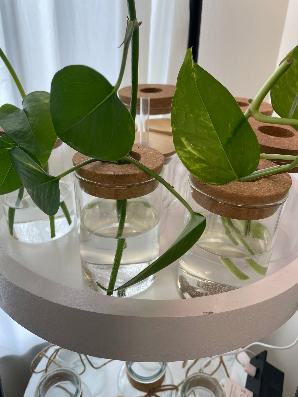 Live Plant - Medium Size Jar